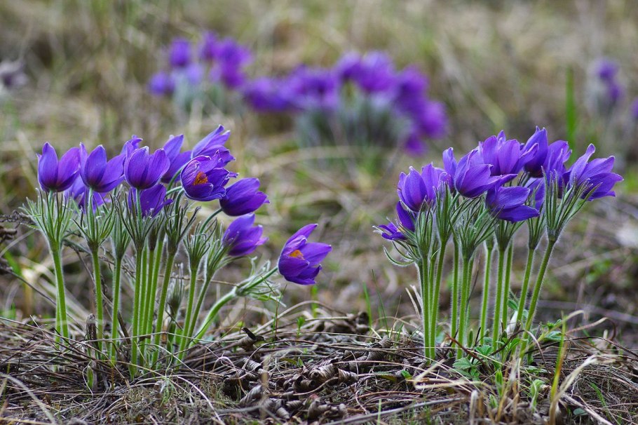 Подснежник сибирский прострел