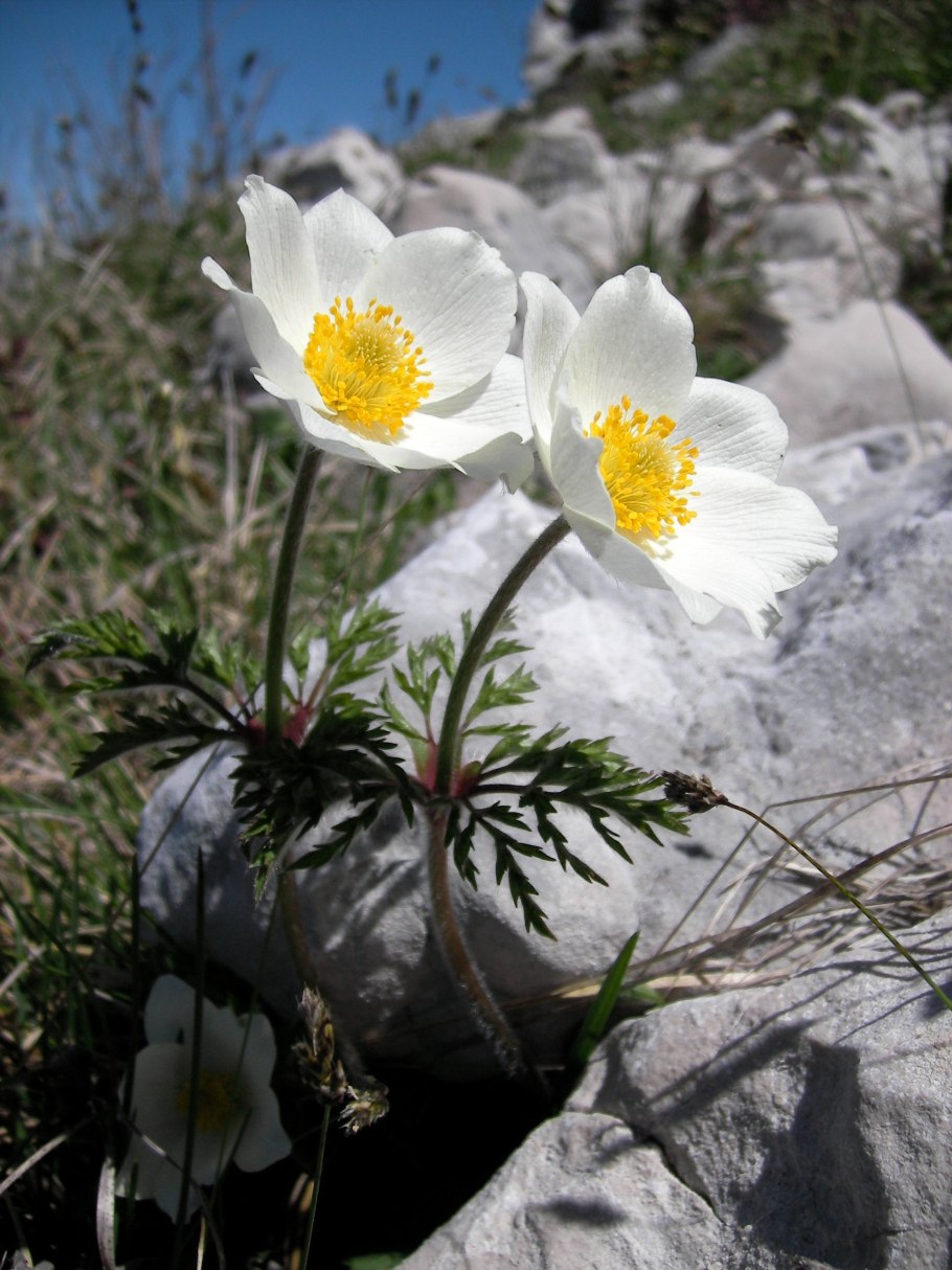 Прострел Альпийский (Pulsatilla Alpina)