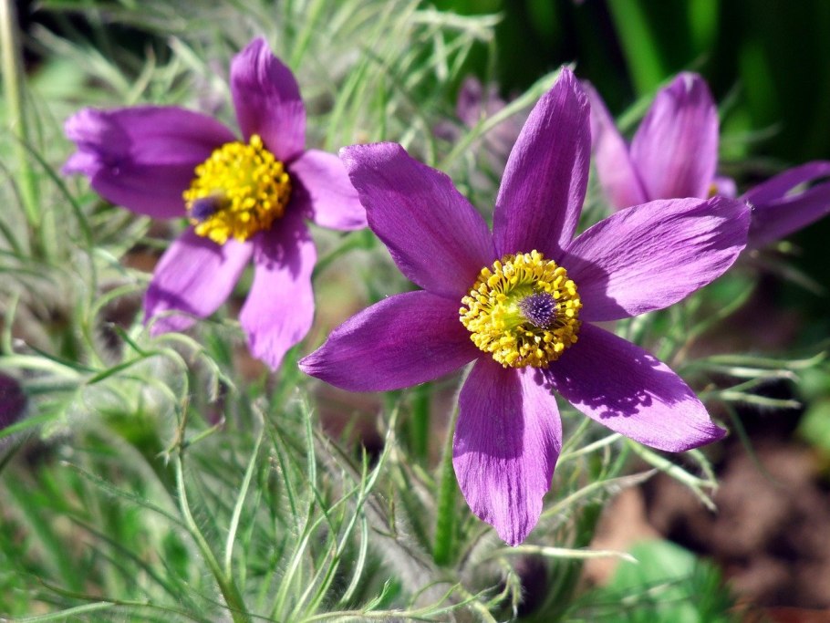 Прострел Пурпл обыкновенный