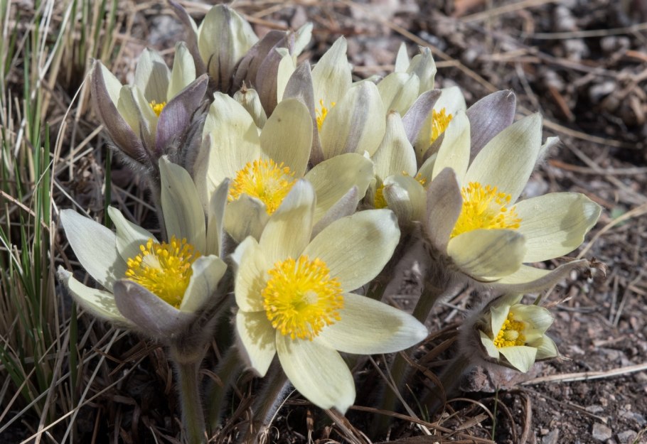 Прострел горный Pulsatilla Montana