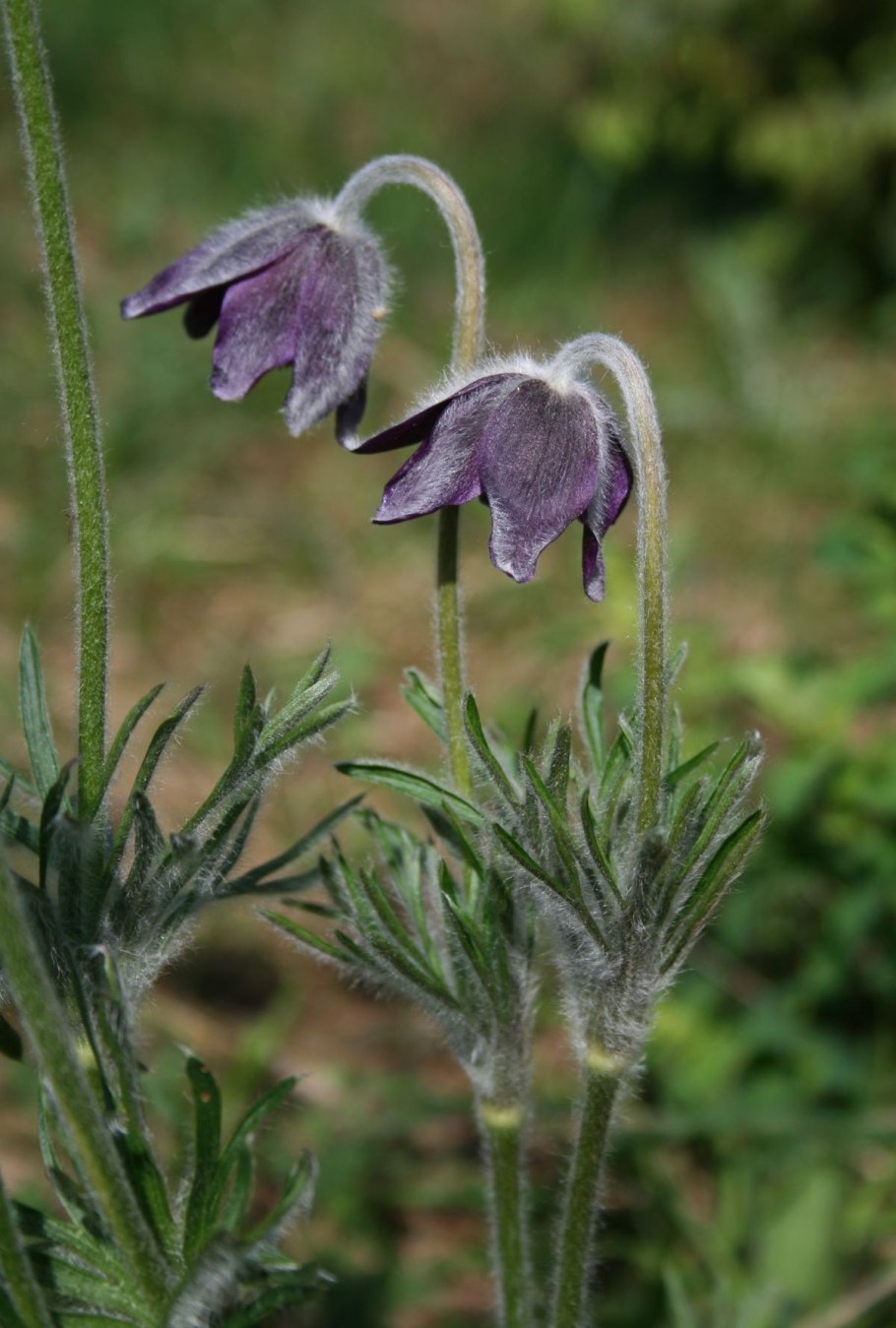 Прострел горный Pulsatilla Montana