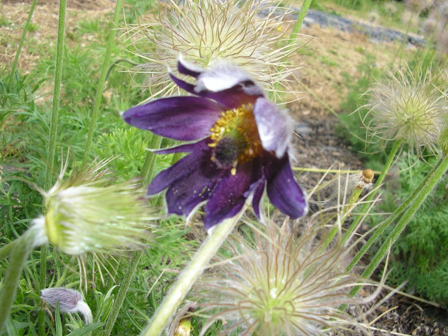 Прострел (сон-трава) колокольчатый Pulsatilla Campanella