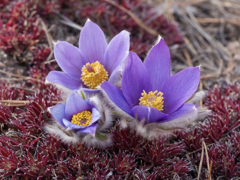 Прострел Патенс