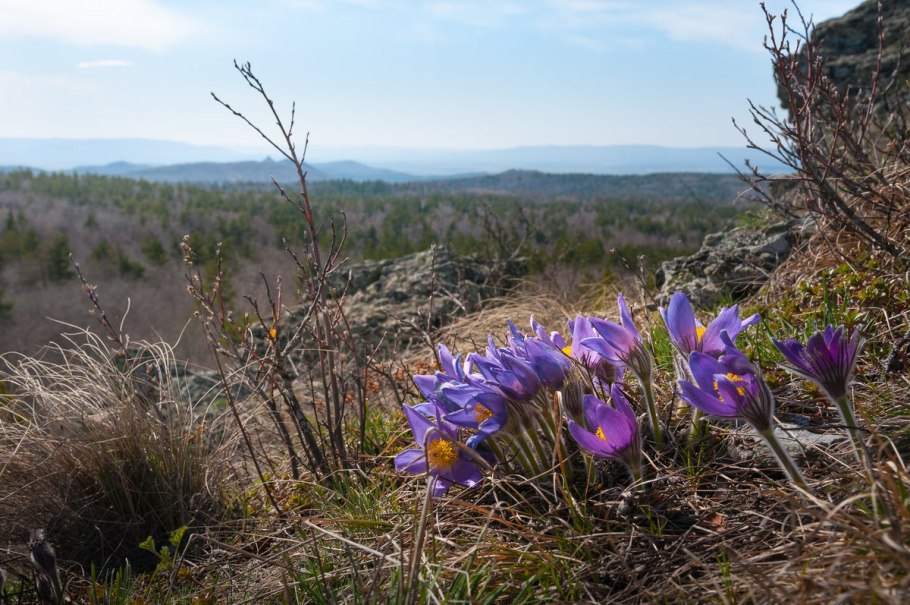 Сибирские подснежники сон трава