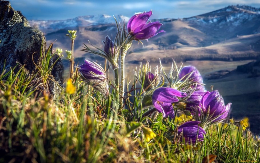 Первоцветы горный Алтай