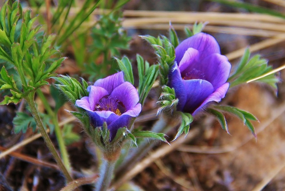Прострел Пульсатилла