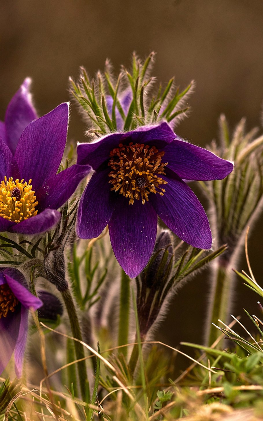 Прострел Рубра