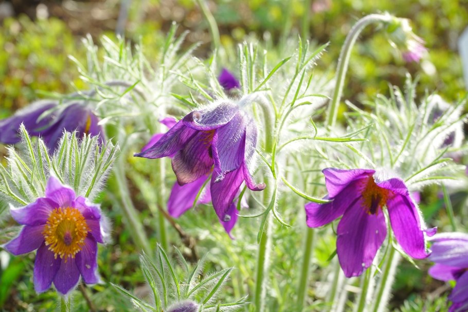 Pulsatilla vulgaris