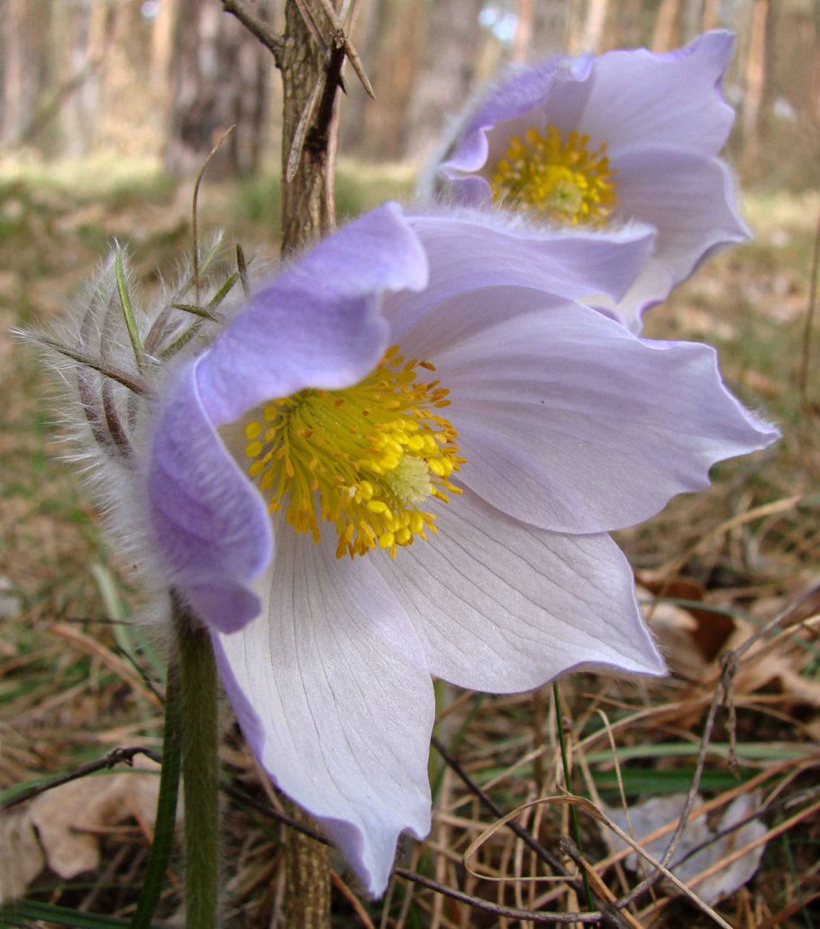 Прострел Крымский (сон-трава) Крым