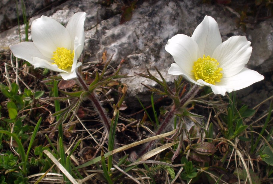 «Прострел Альпийский» pulsatila Alpina
