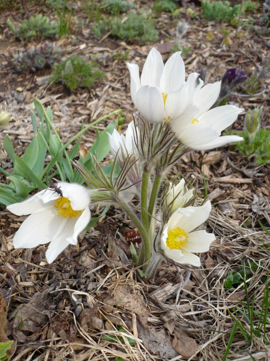 Лютики - прострел (сон - трава)