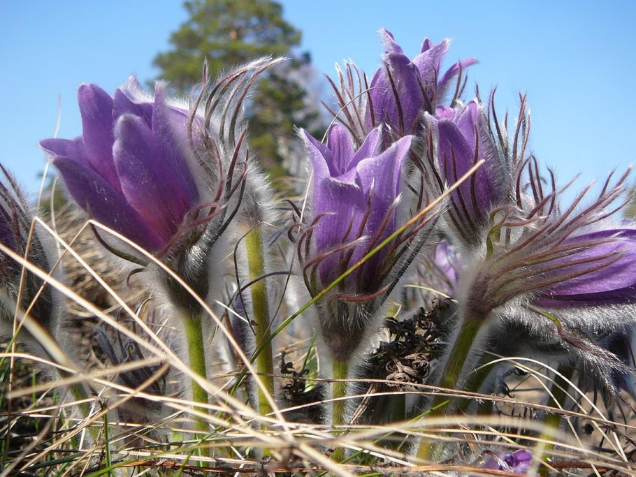 Прострел Луговой Подснежник