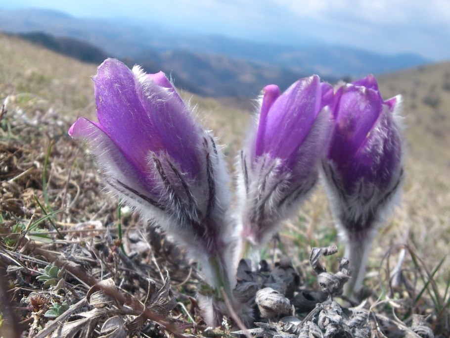 Гусеница прострел