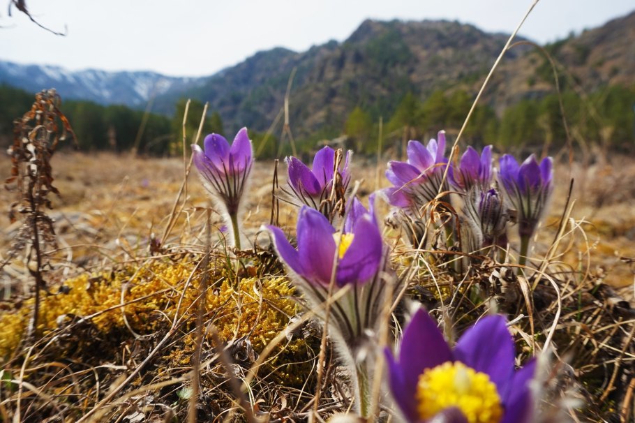 Сон трава ургульки