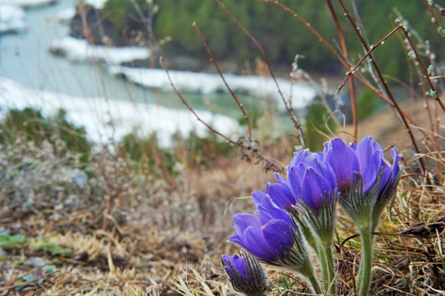Подснежник сон трава прострел