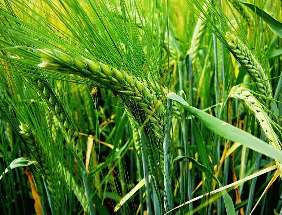 Колосья ячменя двурядный