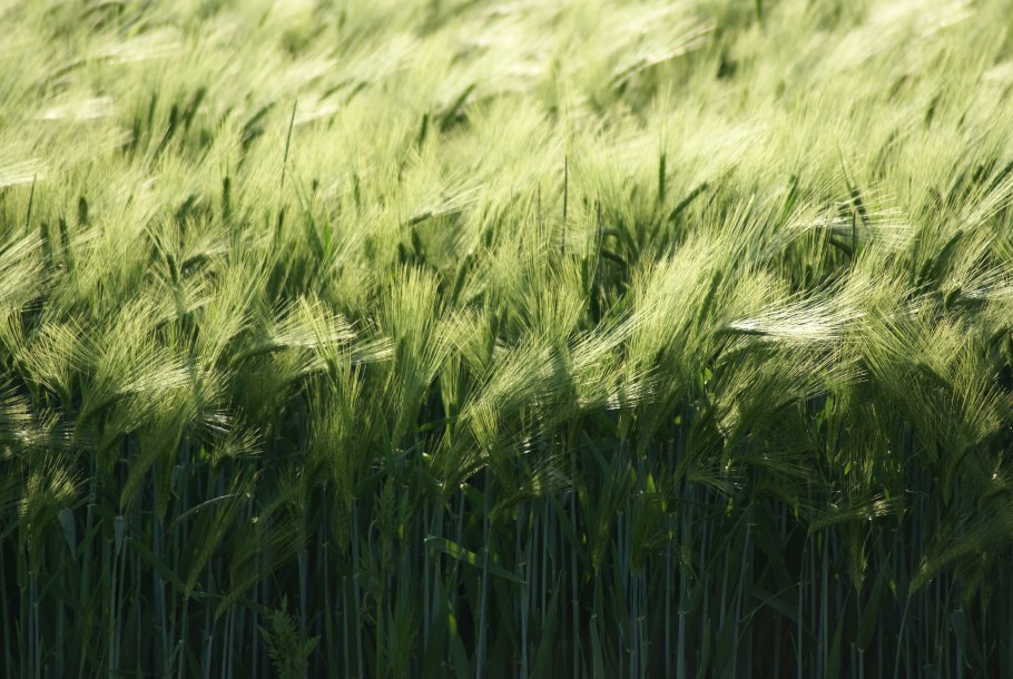 Пшеница рожь тритикале