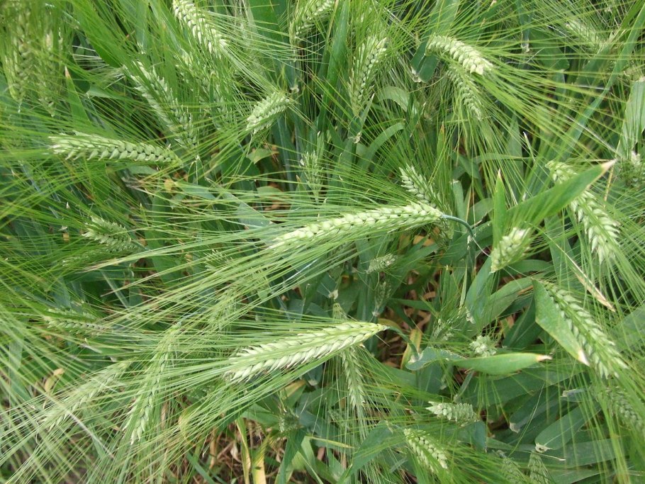 Ячмень обыкновенный растение