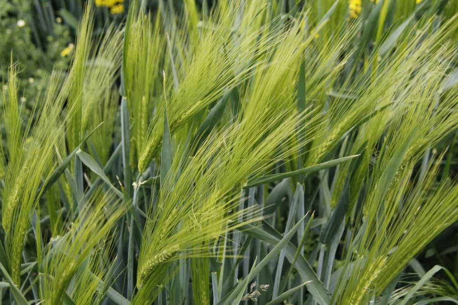 Ячмень злаковая культура