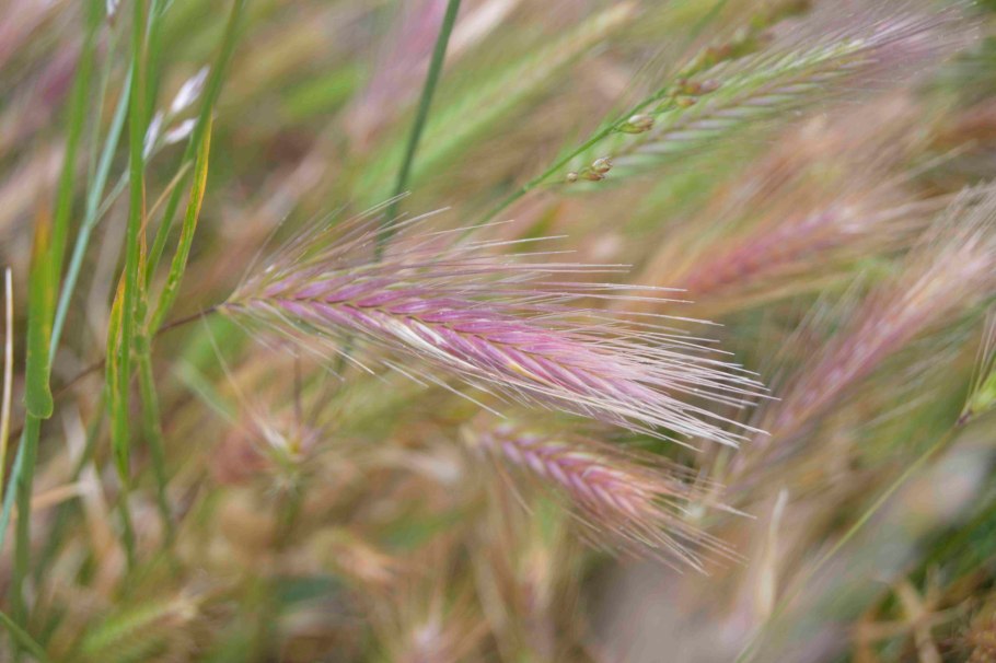 Колоски тритикале