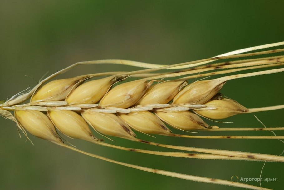 Ячмень обыкновенный злаки