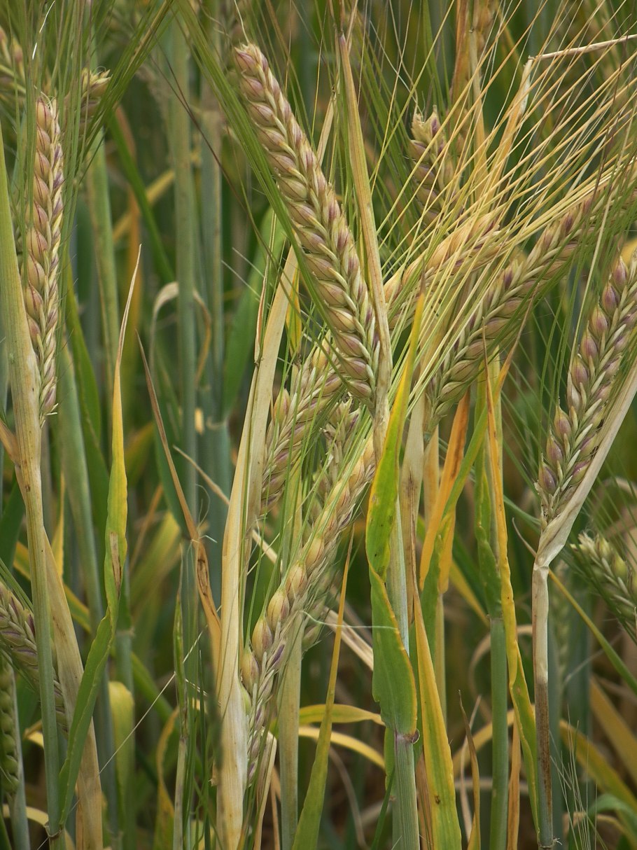 Triticum turgidum