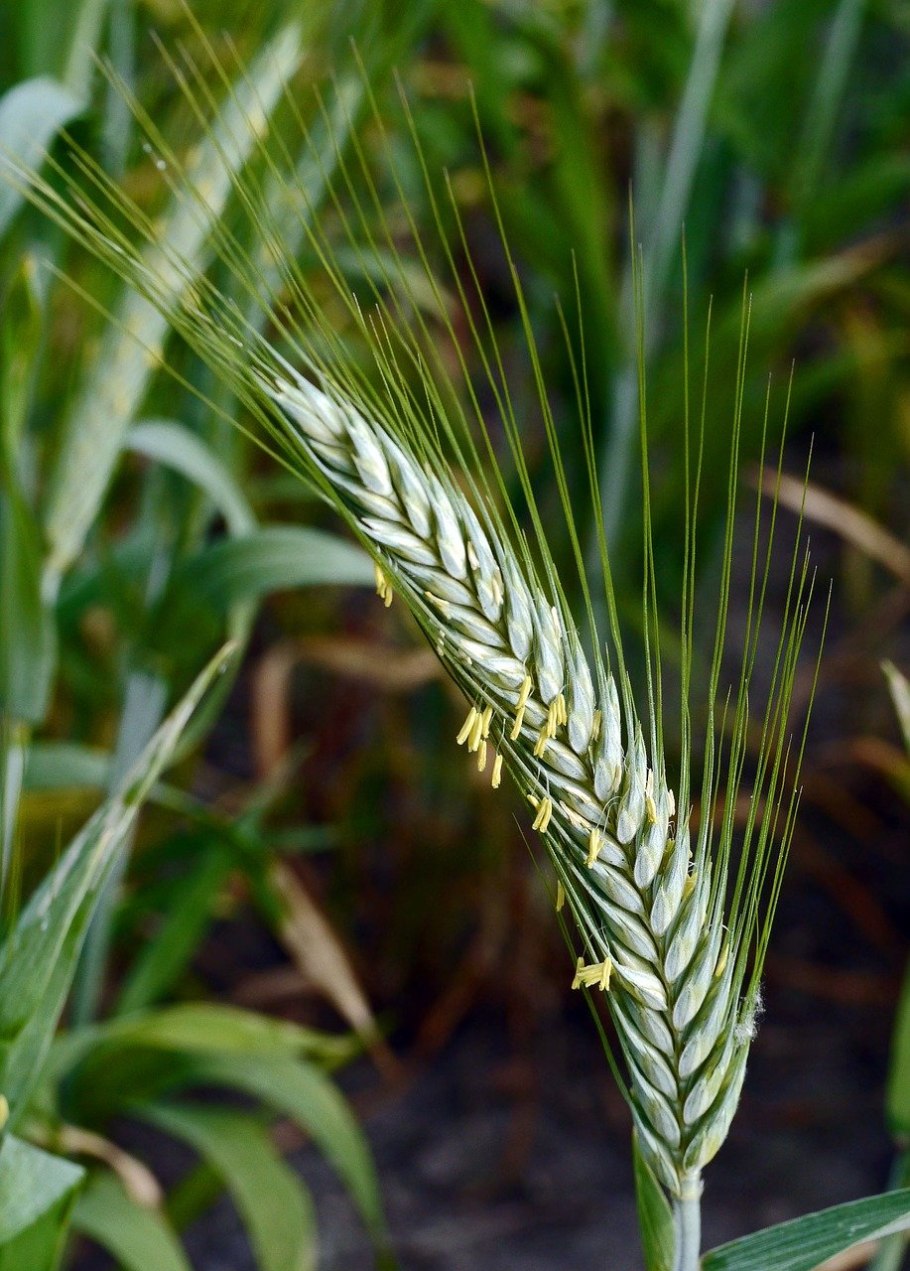 Паллидум ячмень