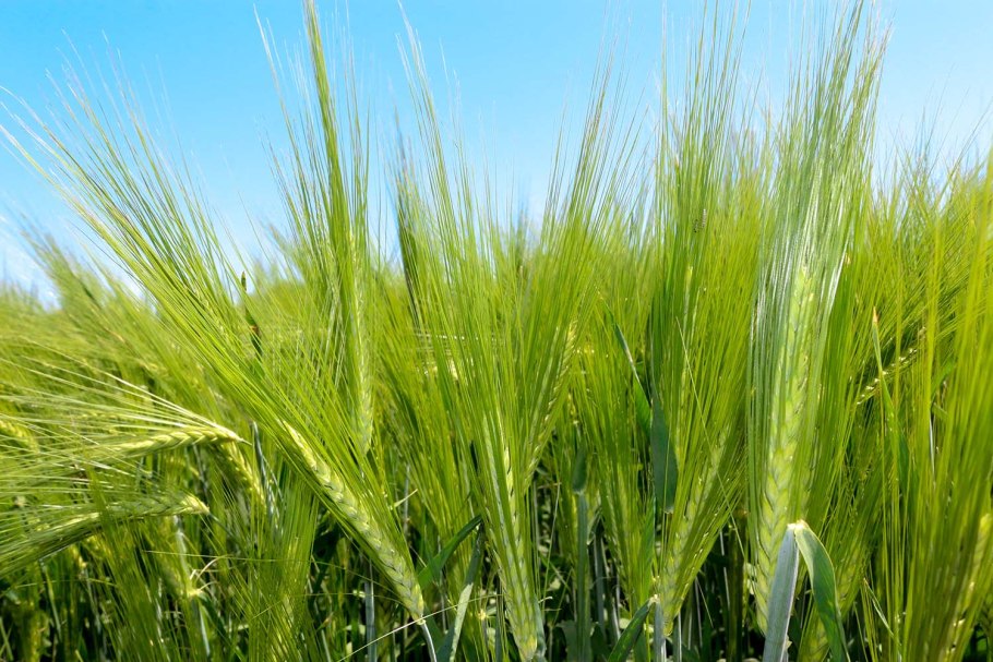 Ячмень (hordeum l.)