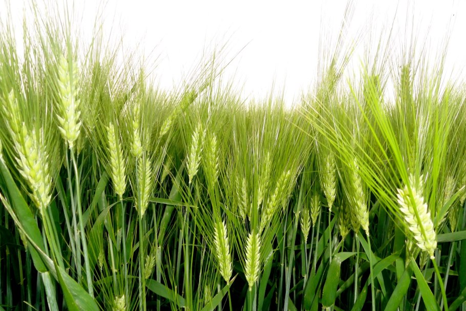 Зерновка ячменя