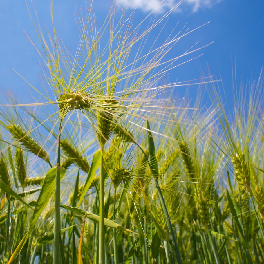 Ячмень Hordeum