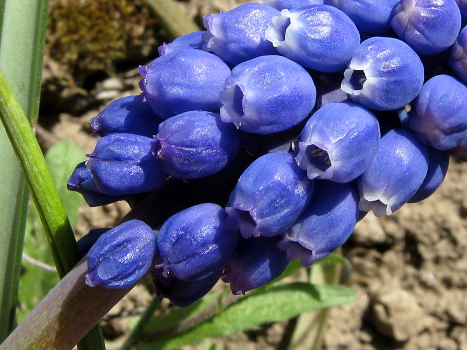 Muscari armeniacum