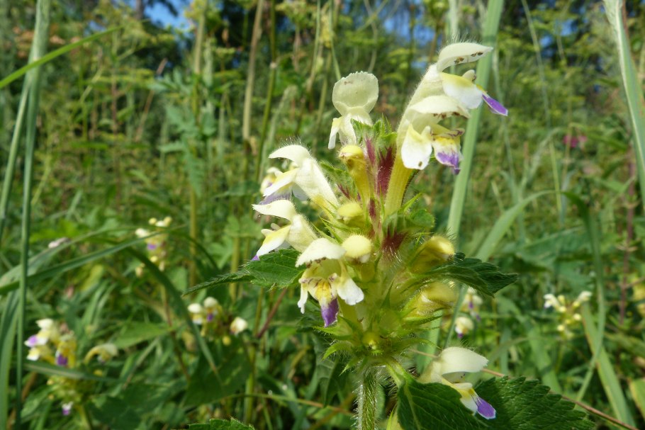 Пикульник обыкновенный