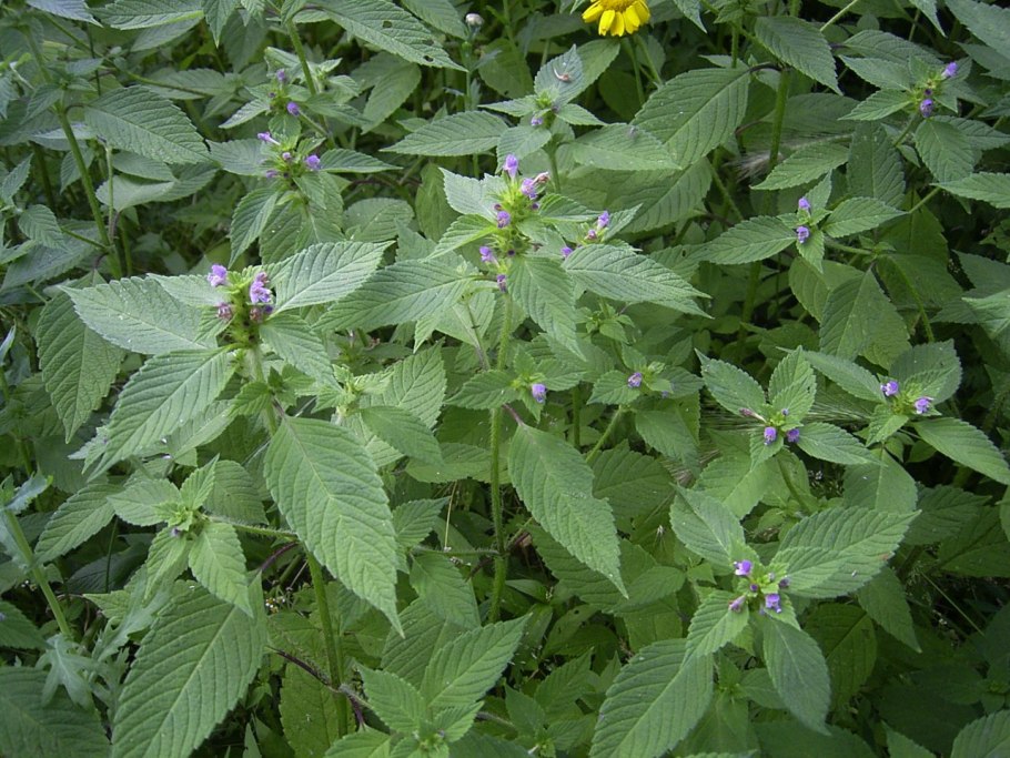 Galeopsis segetum Necker