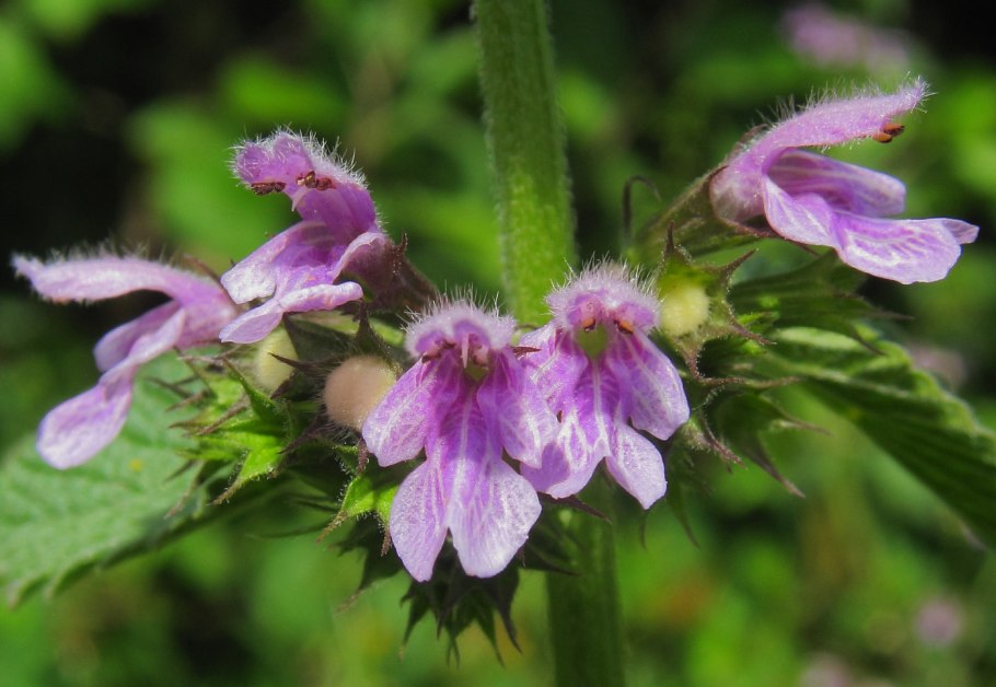 Downy Hemp-Nettle (Galeopsis segetum)