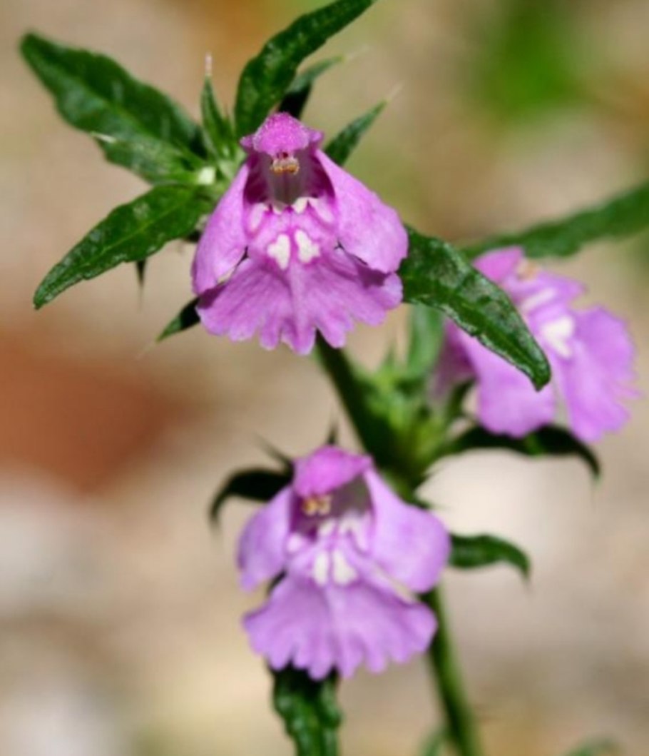 Galeopsis angustifolia