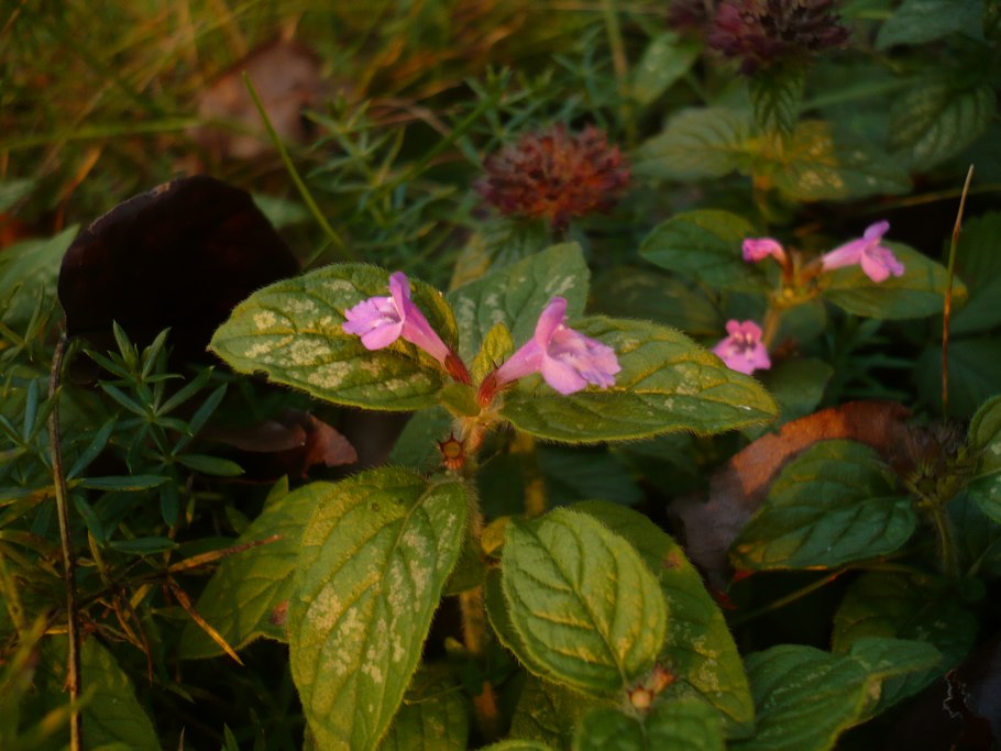 Пикульником ладанниковым