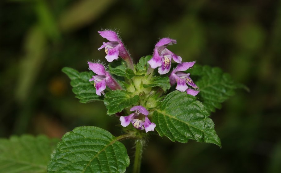 Белокудренник черный (Ballota nigra)