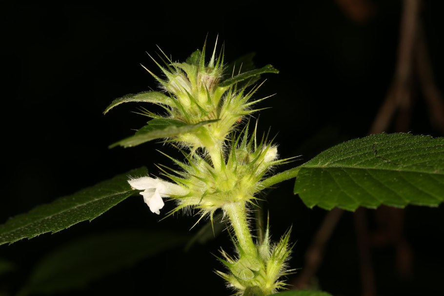 Пикульник двурасщепленный