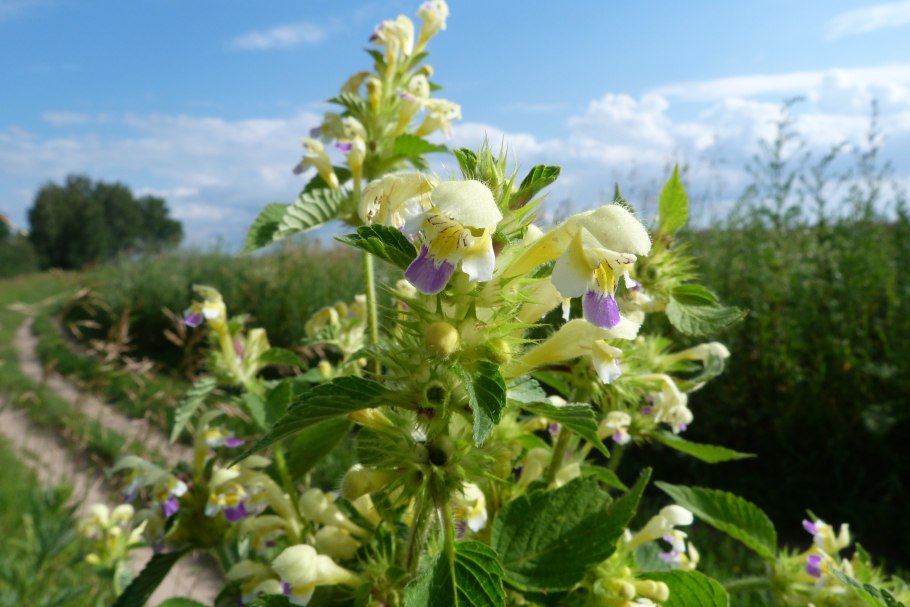 Пикульник губоцветные