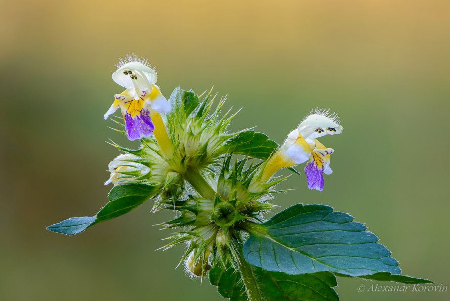 Пикульник обыкновенный