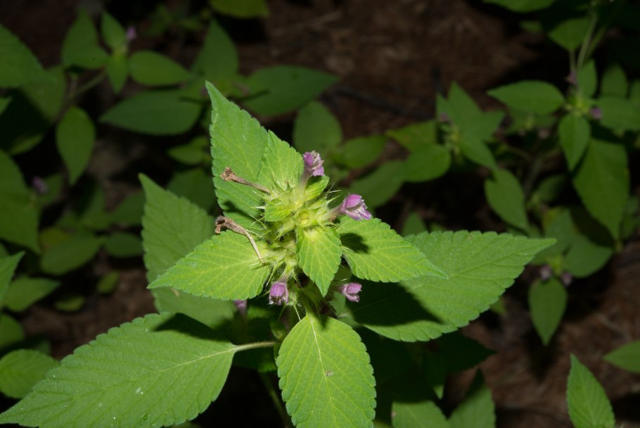 Пикульник пушистый