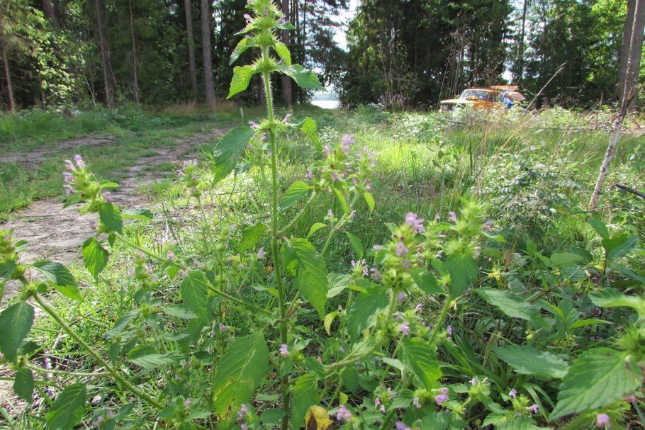 Пикульник обыкновенный