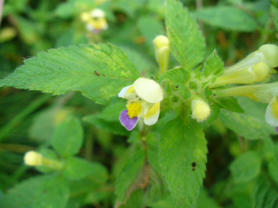 Пикульник жабрей