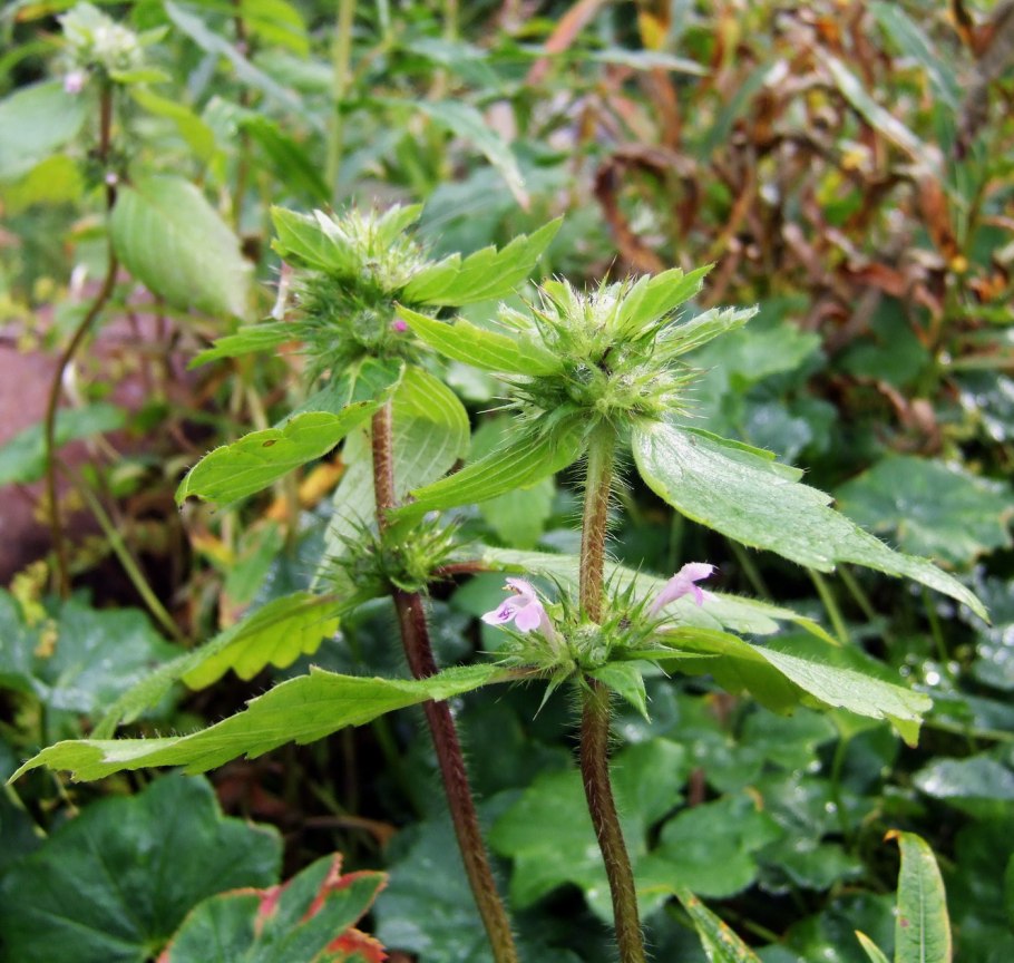 Пикульник Губоцветные