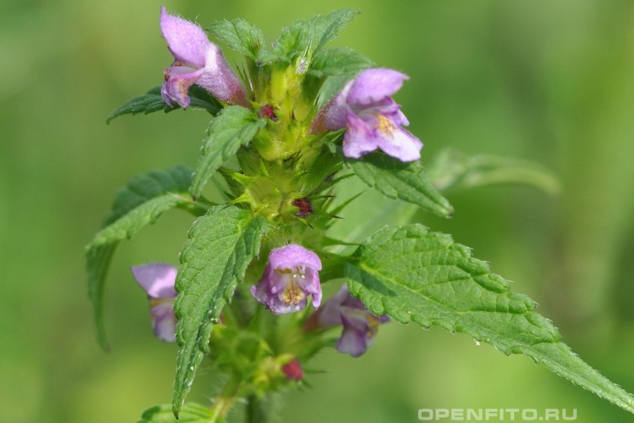 Пикульник жабрей