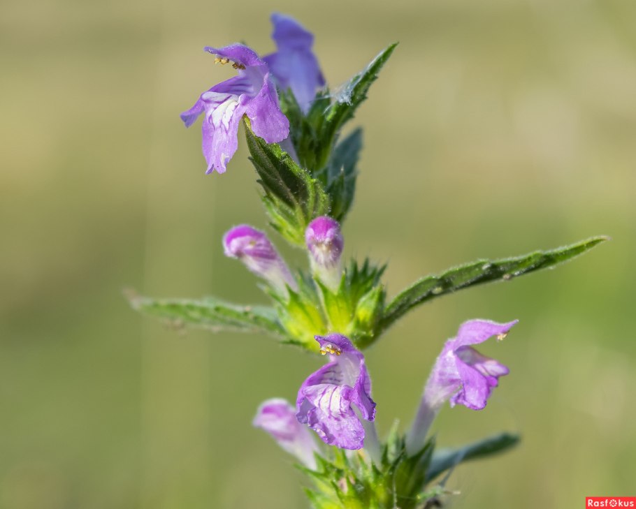 Пикульник обыкновенный семейство
