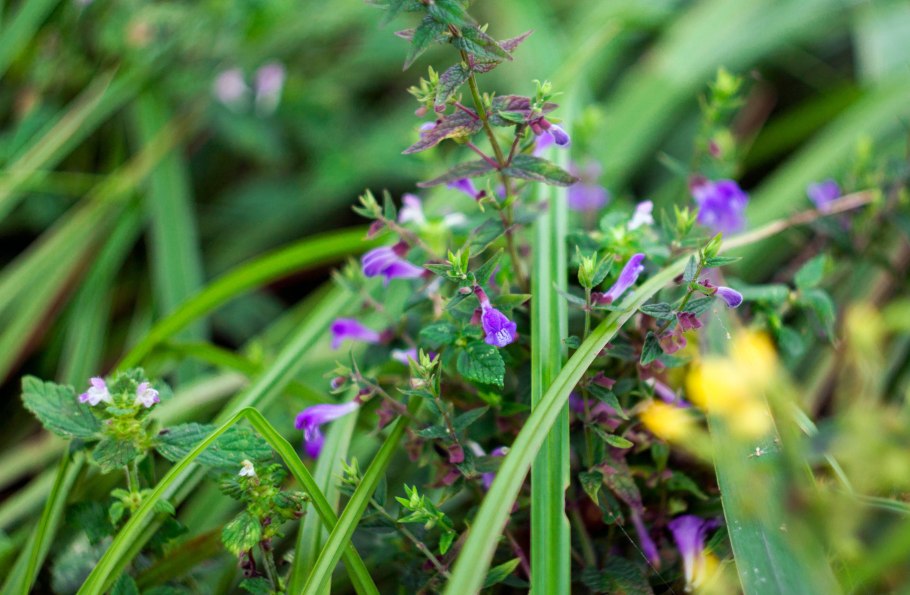 Пикульник обыкновенный