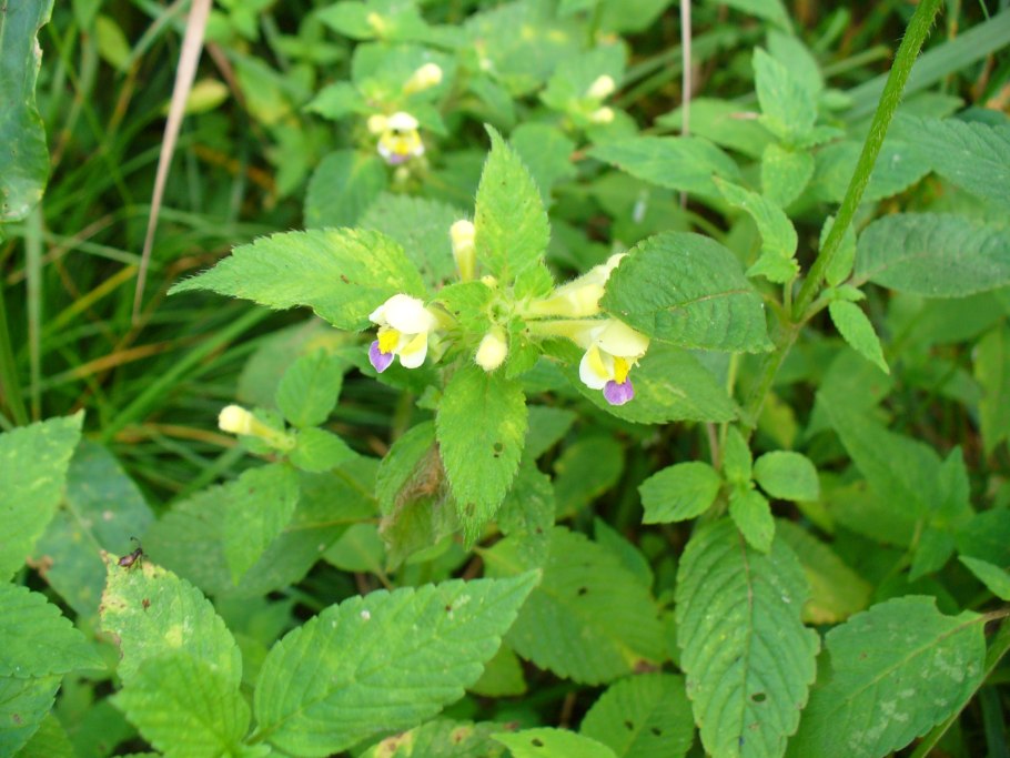 Пикульник обыкновенный семена