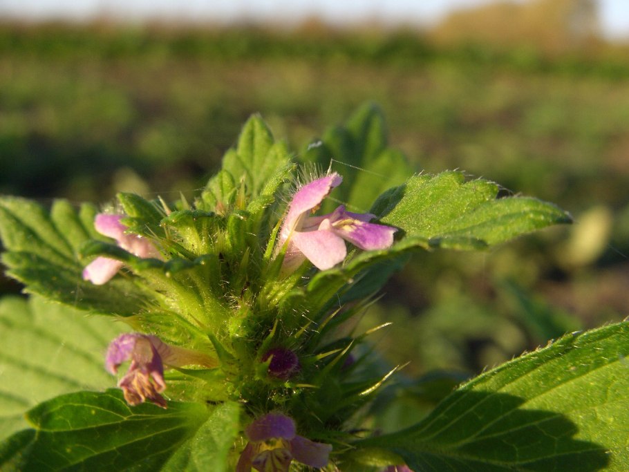 Горошек узколистный