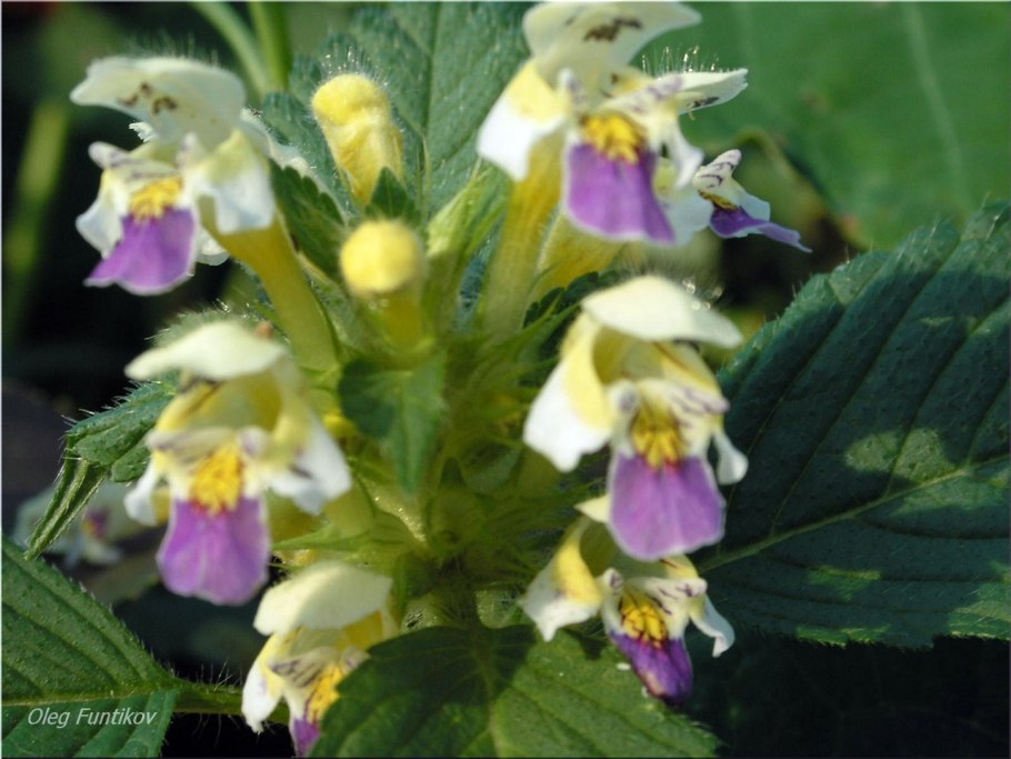 Пикульник посевной